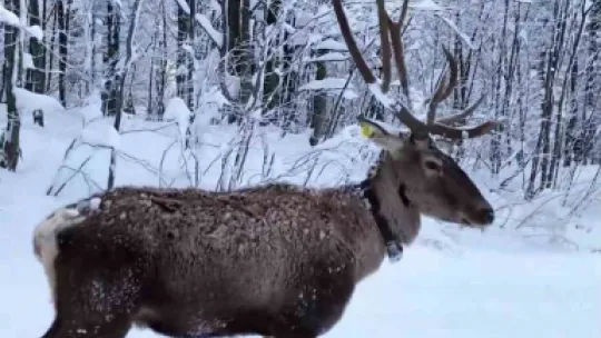 Karların arasında süzülen kızıl geyik havadan görüntülendi