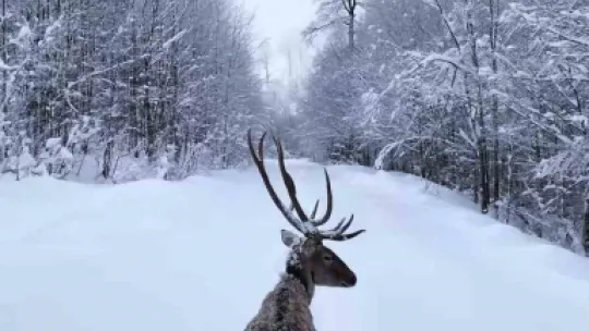 Karların arasında süzülen kızıl geyik havadan görüntülendi