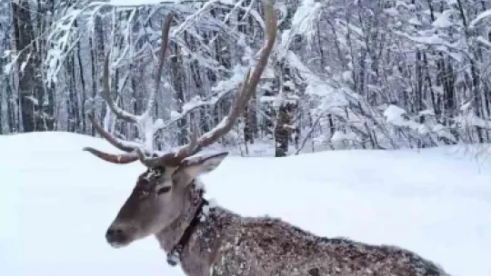 Karların arasında süzülen kızıl geyik havadan görüntülendi
