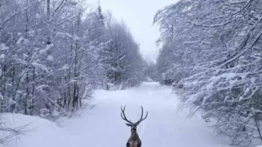 Karların arasında süzülen kızıl geyik havadan görüntülendi