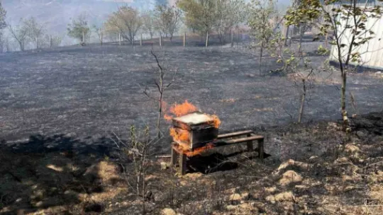 Karmürsel'den sonra Kandıra'da da yangın başladı