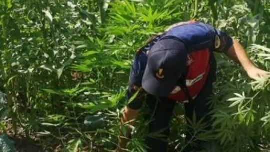 Kartepe'de mısır tarlasında kenevir operasyonu