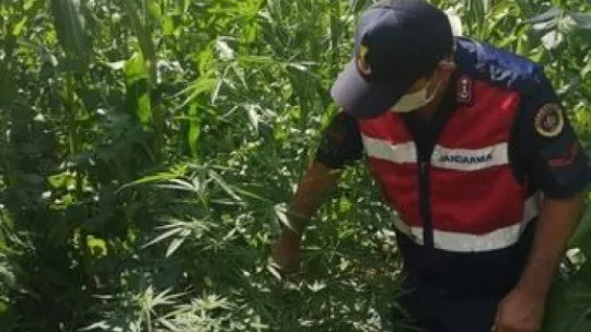 Kartepe'de mısır tarlasında kenevir operasyonu