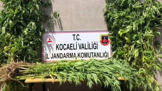 Kartepe'de mısır tarlasında kenevir operasyonu