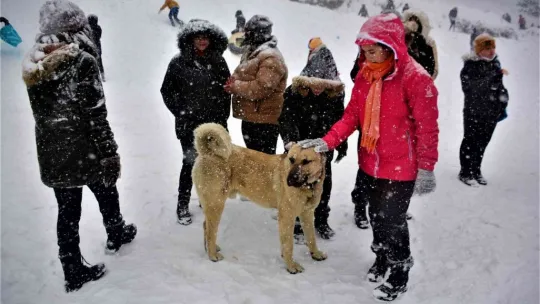 Kartepe'de yoğun kar yağışı