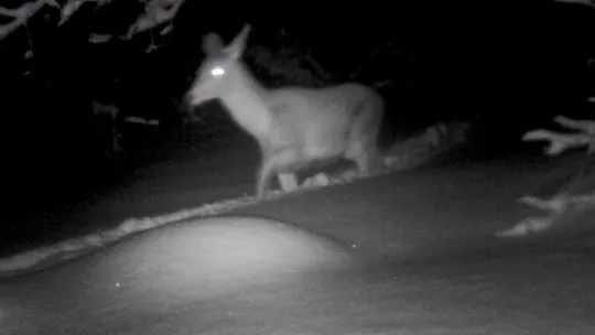 Kartepe'de yaban hayatı foto kapanlarla görüntülendi