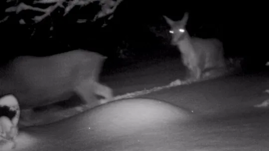 Kartepe'de yaban hayatı foto kapanlarla görüntülendi