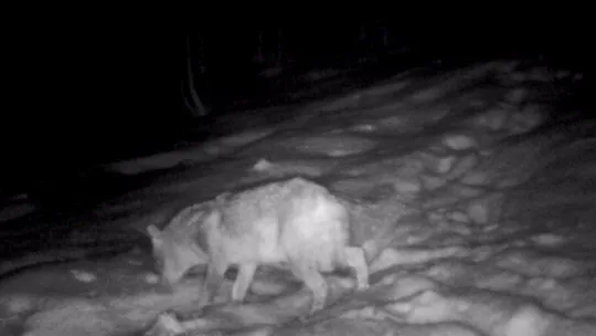 Kartepe'de yaban hayatı foto kapanlarla görüntülendi