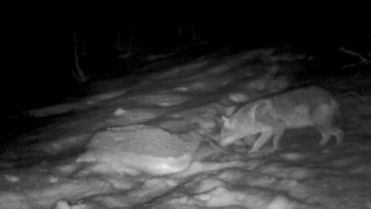 Kartepe'de yaban hayatı foto kapanlarla görüntülendi