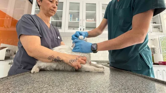 Kayıp kedisine günler sonra kavuştu, bu kez mutluluktan ağladı