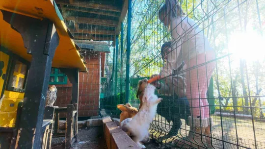 Keçi, ördek, tavuk, tavşan: Hepsinin görevi Çok özel