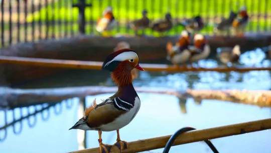 Keçi, ördek, tavuk, tavşan: Hepsinin görevi Çok özel