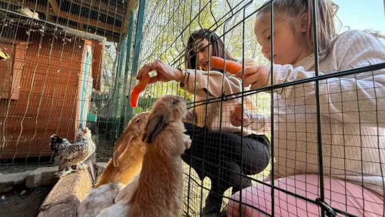 Keçi, ördek, tavuk, tavşan: Hepsinin görevi Çok özel