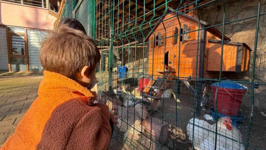 Keçi, ördek, tavuk, tavşan: Hepsinin görevi Çok özel