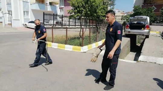 Kediden kaçan yılan ortalığı birbirine kattı!