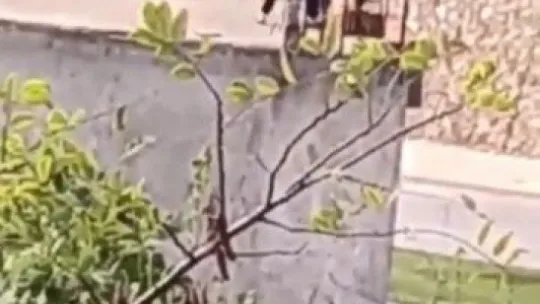 Kediye yapılan işkence 'pes' dedirtti