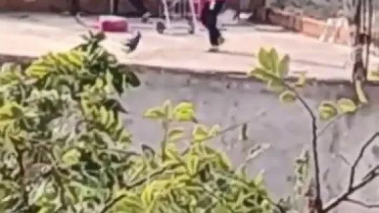 Kediye yapılan işkence 'pes' dedirtti