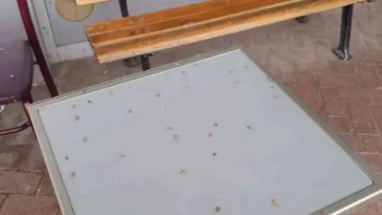 Kelebekler o ilçeyi istila etti