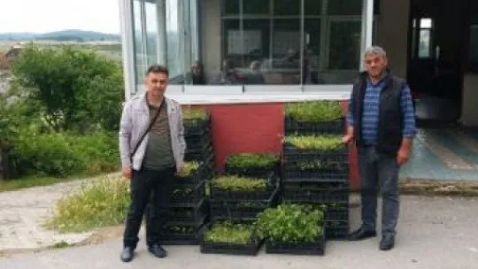 Kent merkezindeki muhtarlara fide dağıtımı