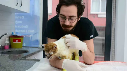 Kimyasal maddeye bulaşan kedi yürekleri burktu