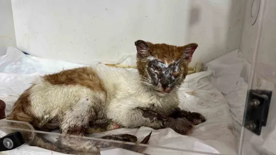 Kimyasal maddeye bulaşan kedi yürekleri burktu