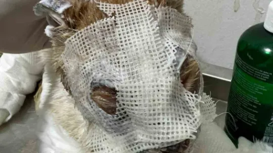 Kimyasal maddeye bulaşan kedi yürekleri burktu