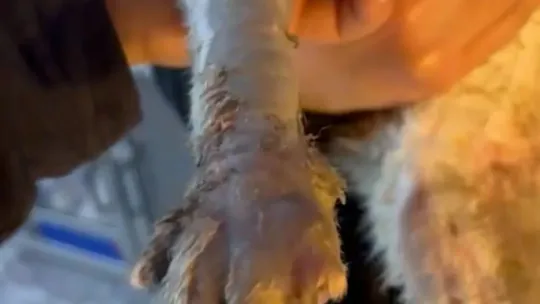 Kimyasal maddeye bulaşan kedi yürekleri burktu