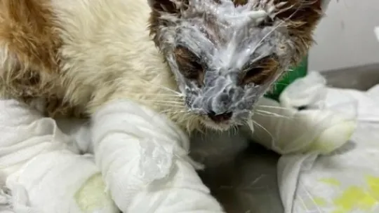 Kimyasal maddeye bulaşan kedi yürekleri burktu