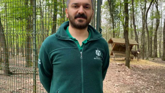 Kızıl geyikler boynuzlarını değiştiriyor