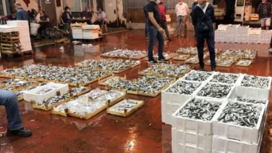 Kocaeli balık halleri bereketli av ile açıldı