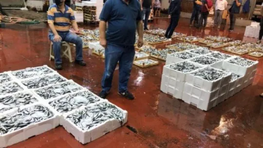 Kocaeli balık halleri bereketli av ile açıldı
