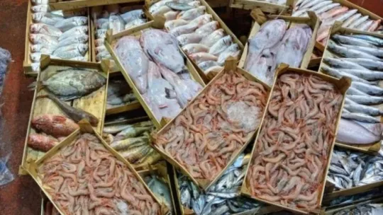 Kocaeli balık halleri bereketli av ile açıldı