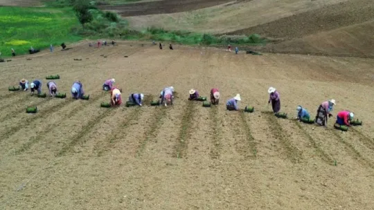 Kocaeli'de 2 buçuk milyon biberiye fidesi toprakla buluştu