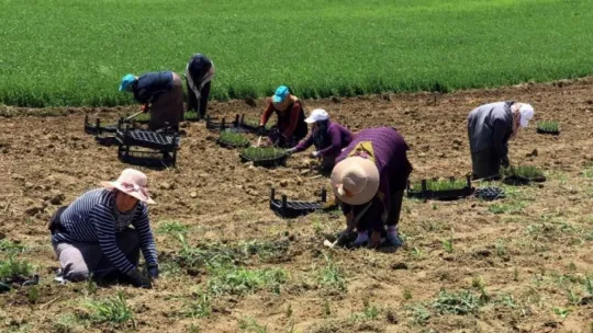 Kocaeli'de 2 buçuk milyon biberiye fidesi toprakla buluştu