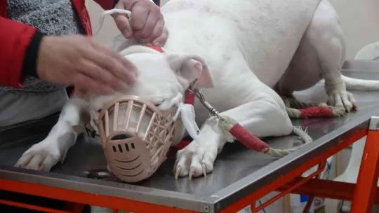 Kocaeli'de 400 yasaklı köpek kayıt altına altındı