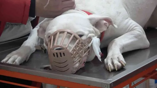 Kocaeli'de 400 yasaklı köpek kayıt altına altındı