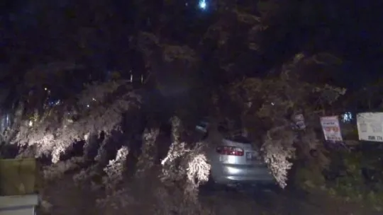 Kocaeli'de ağaç, otomobilin üstüne düştü!