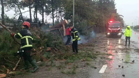 Kocaeli'de ağaçlar fırtınaya dayanamadı