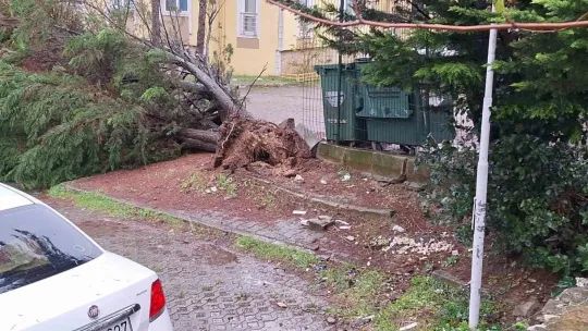 Kocaeli'de ağaçlar fırtınaya dayanamadı