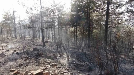 Kocaeli'de çıkan orman yangını söndürüldü