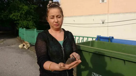 Kocaeli'de hayrete düşüren olay: 8 ebabil kuşu telef oldu