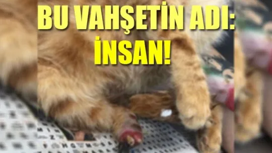 Kocaeli'de kan donduran görüntü!