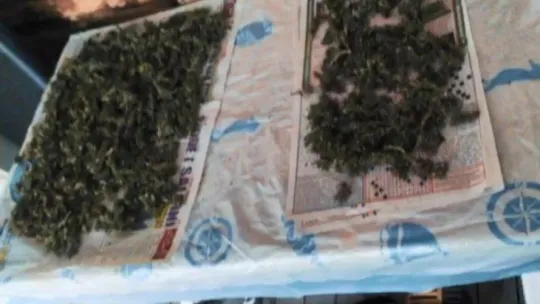 Kocaeli'de kenevir imalathanesine operasyon!