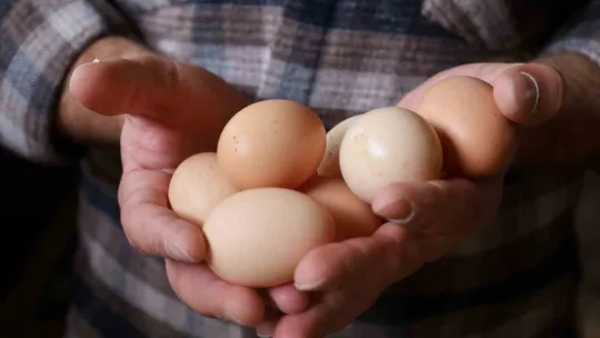 Kocaeli'de kırsal kalkınmaya kanatlı destek