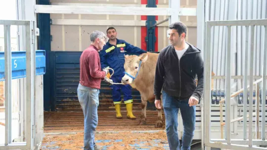 Kocaeli'de kurbanlık hayvan girişleri başladı