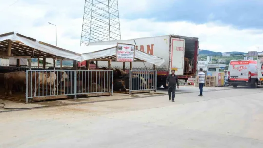 Kocaeli'de kurbanlık hayvan girişleri başladı