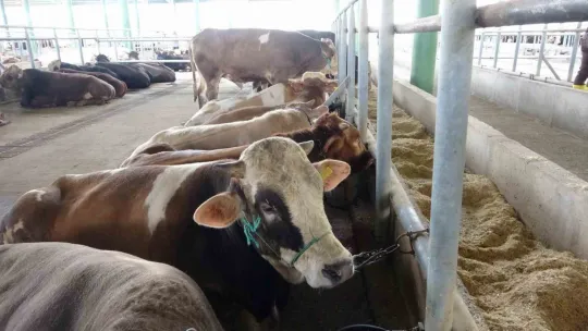 Kocaeli'de kurbanlık hayvan girişleri başladı