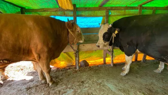 Kocaeli'de kurbanlıklar görücüye çıkmaya başladı