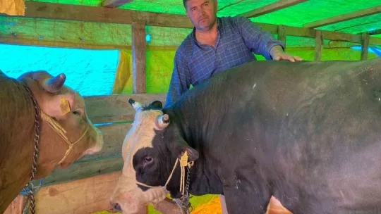 Kocaeli'de kurbanlıklar görücüye çıkmaya başladı