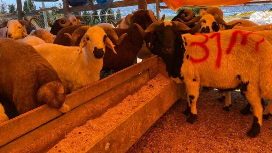 Kocaeli'de kurbanlıklar görücüye çıkmaya başladı